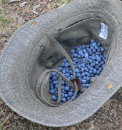 Collected Wild Blueberries